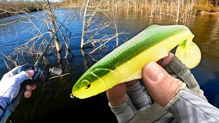 Can I FIND 5 Big BASS In a FLOODED Forest? (LAKE BREAK)