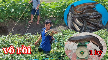 theo đường kinh nước cạn xiệt cá lóc đồng cá trê trắng dính liền con