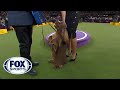 Bean the Sussex Spaniel wins the Sporting Group | WESTMINSTER DOG SHOW (2018) | FOX SPORTS