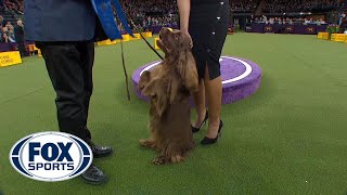 Bean the Sussex Spaniel wins the Sporting Group | WESTMINSTER DOG SHOW (2018) | FOX SPORTS