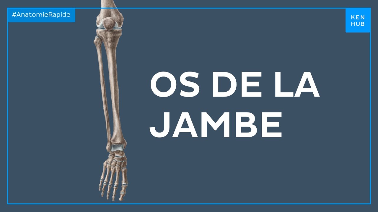 Os de la jambe - Anatomie Rapide | Kenhub - YouTube