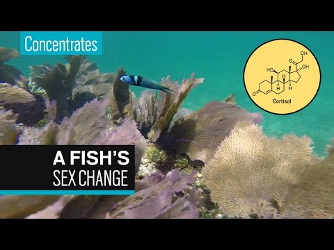 ⁣The Chemistry Behind a Fish's Sex Change