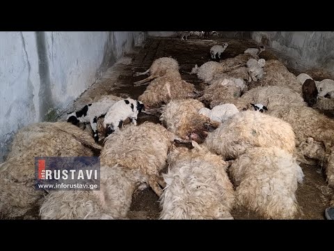 ცხვარი წყლის დალევის შემდეგ დაიხოცა