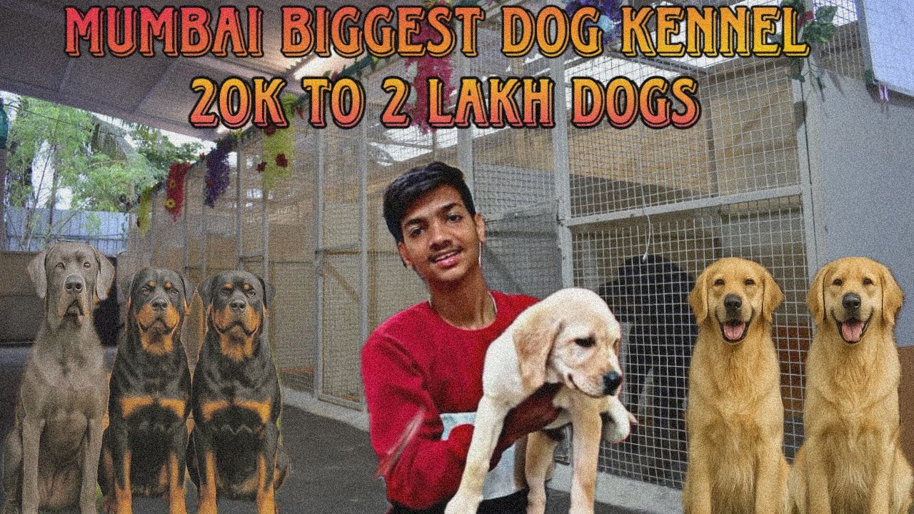 Mumbai biggest dog kennel || all exotic dog breeds ||