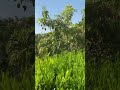 مزرعة خيل و نعام و بها شاليهات للبيع لكن جميلة 