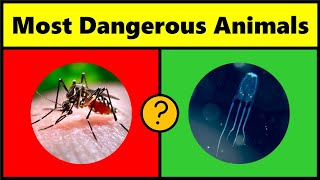 20 Most Dangerous Animals In The World - 2023🦟