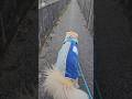 風が強い日に行った秘密の道【goldenretriver】#shorts #dog #goldenretriever #犬 #ゴールデンレトリバー