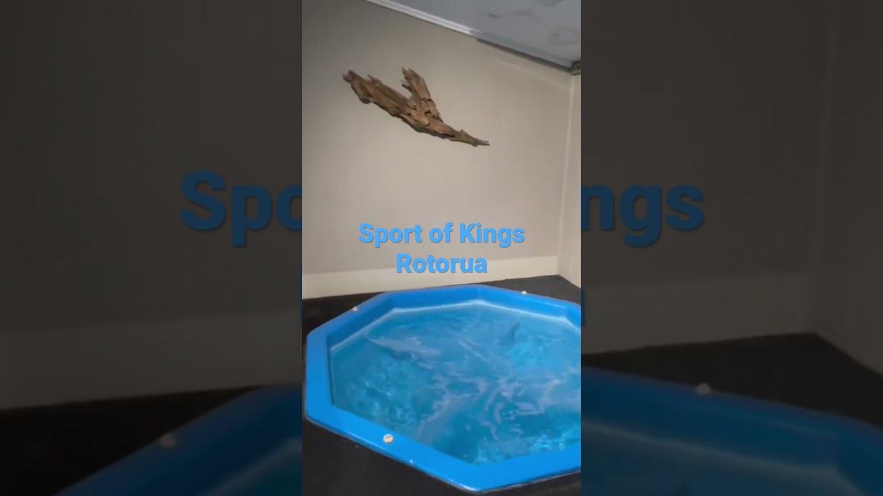 Sport of Kings Rotorua-Day 1