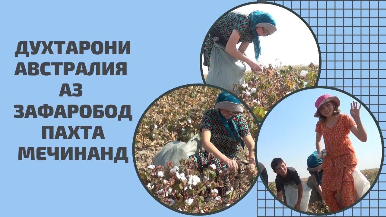 АВСТРАЛИЙСКИЕ ДЕВУШКИ CОБИРАЮТ ХЛОПОК В ЗАФАРОБОДЕ ||ДУХТАРОНИ АВСТРАЛИЯ АЗ ЗАФАРОБОД ПАХТА МЕЧИНАНД