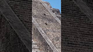 Two Playful Dogs Casually Roaming El Castillo Pyramid