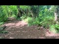 in the forest with my dog