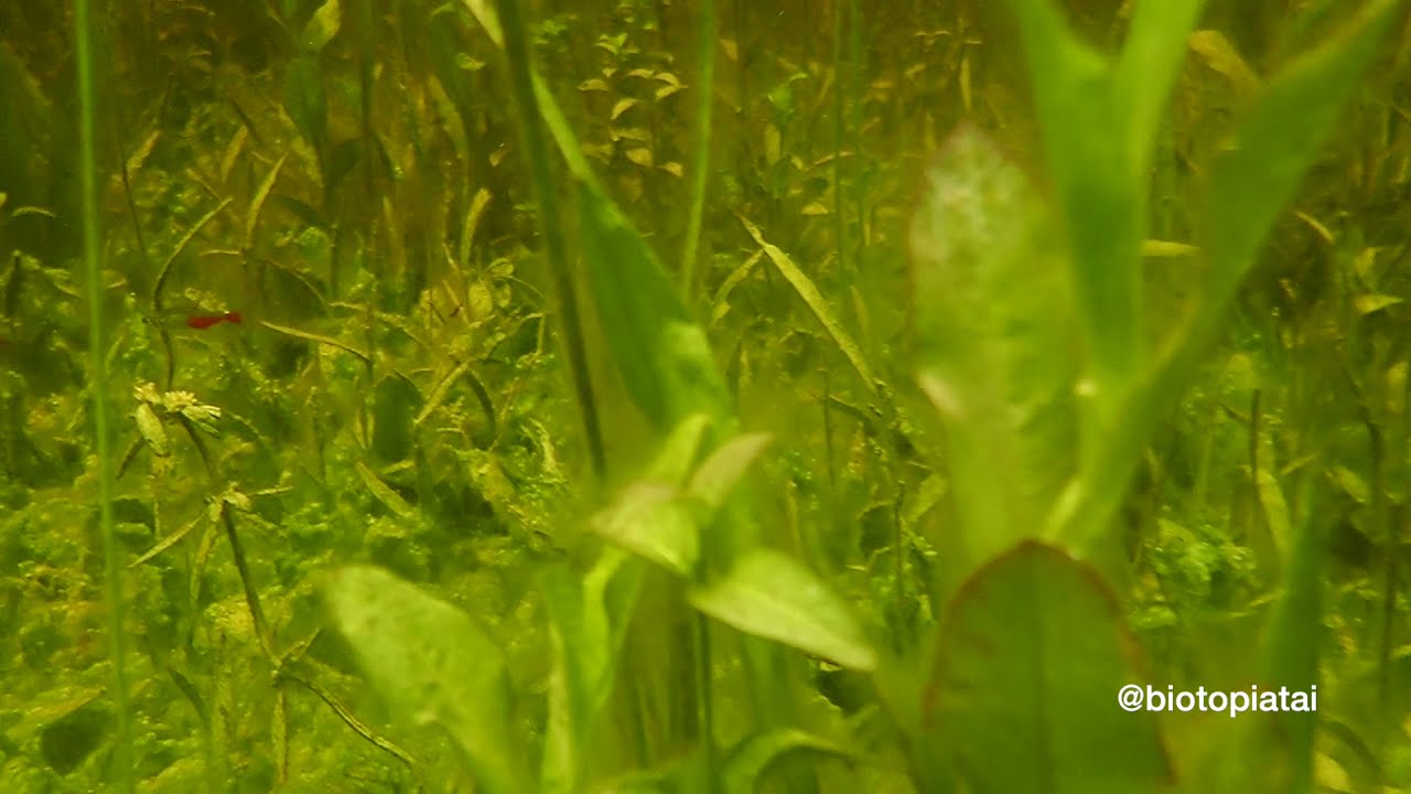 Aphyocharax rathbuni in the wild.