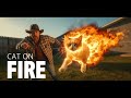 Cat on Fire | Funny Bluegrass Song That'll Make You Laugh Out Loud 😺