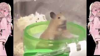 Hamster Spins But Better