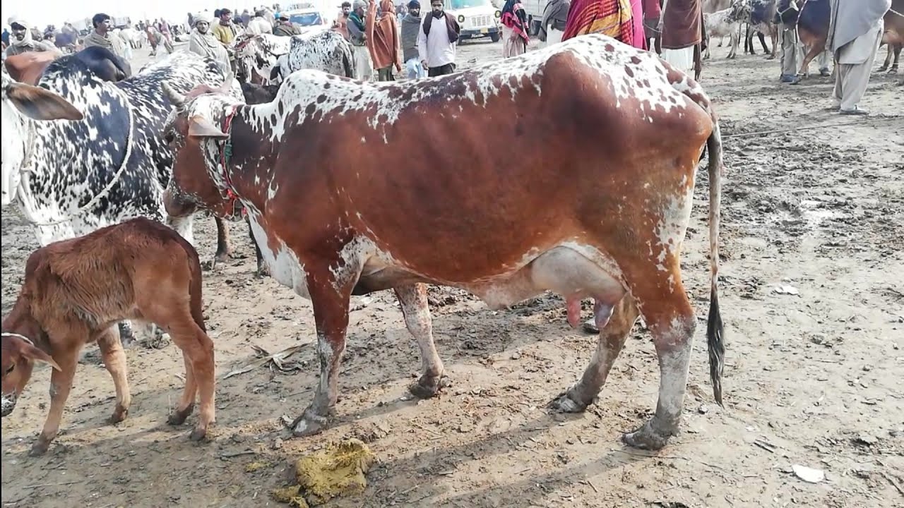 sahiwal cholistani cow for sale