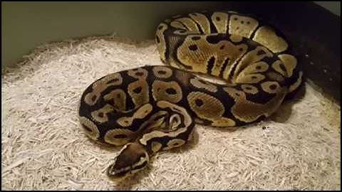 2017 Ball Python Breeding Plan Part 2