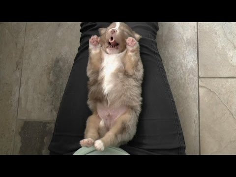 Australian Shepherd Puppies – 3 weeks old – Skayes | Shepherd Tube