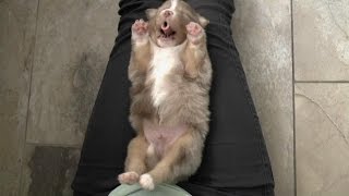 Australian Shepherd Puppies - 3 weeks old - Skayes