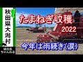 【たまねぎ収穫　2022】今年は雨続きで収穫進まね～（涙）これも試練