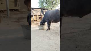 Desi ? youtube cow trending song bhains