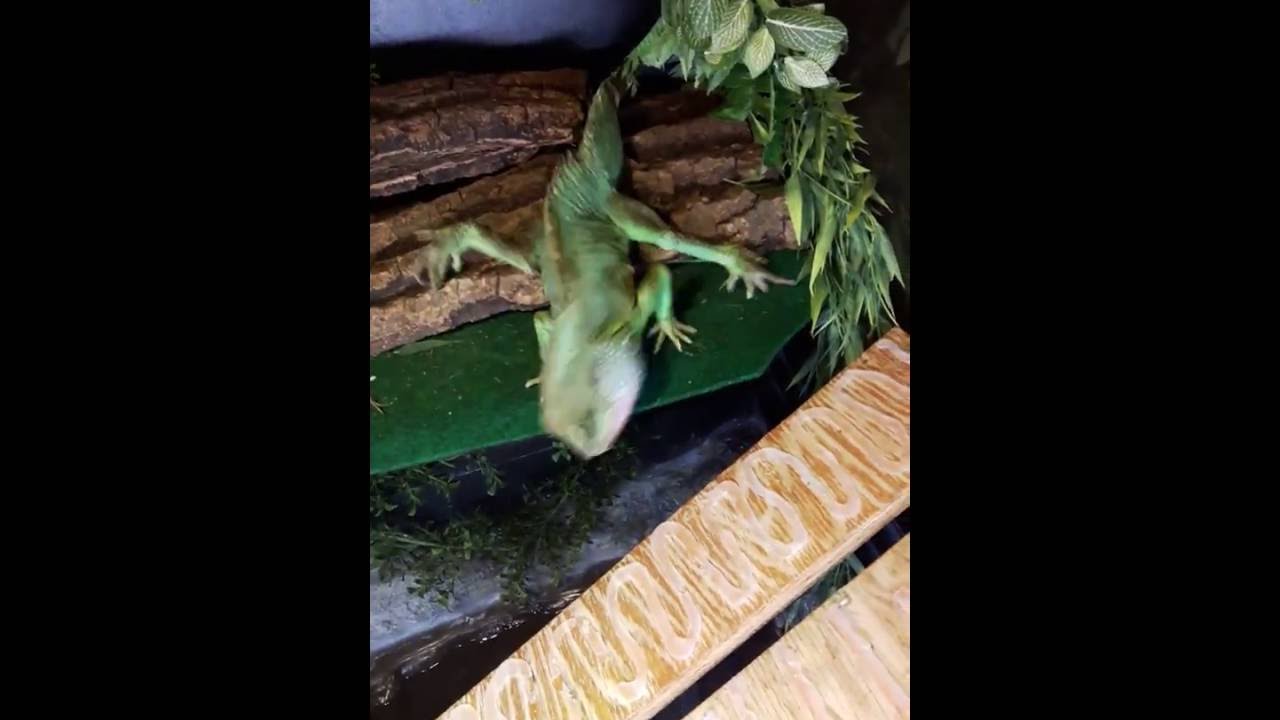 Water Dragon Eats Snake YouTube