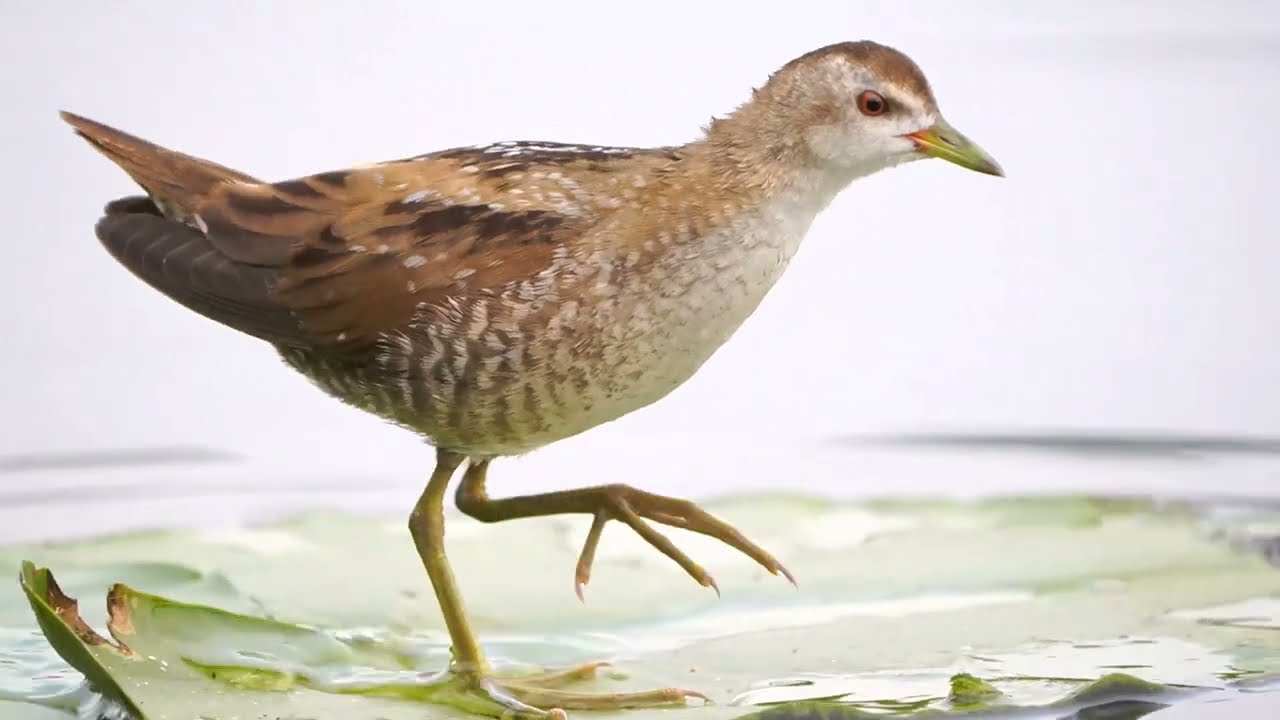 Zielonka / Little crake - 1st encounter / Zapornia parva