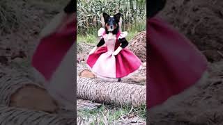 Bhedi Se Sundar Girl Kutta Ai Video