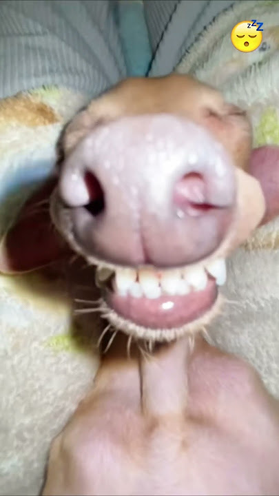 Is this sleeping position even right? 🤨😴#sleep #sleepydog #sleepybaby #dogsoftiktok #teef #pets