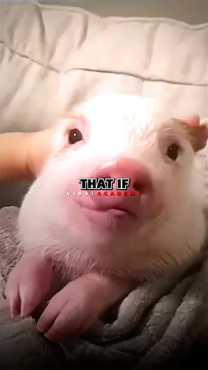 Why Joe Rogan’s Shocked by Pigs