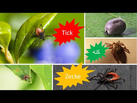 What is a tick? (Zecke) آیا کنه ها در آلمان خطرناک هستند؟