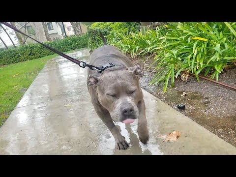 Pitbull Is So Afraid Of The Rain