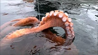 Amazing Giant Octopus Catching Skill Underwater - How The Fishermen Fish Big Squid at Sea