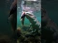 Alligator vs largemouth bass fish underwater