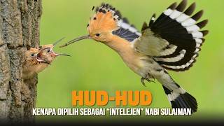 Hud-hud: Burung intelijen Nabi Sulaiman Yang Cerdas