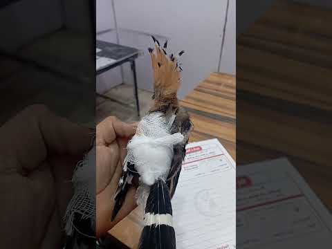علاج هدهد مصاب