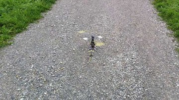 Blade 400 loops and inverted