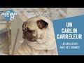 Un carlin tailleur de pierres  les animaux de la 8