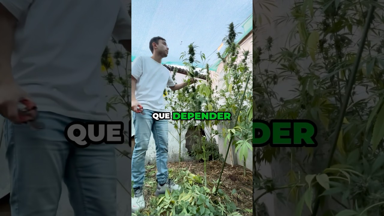 La razón por la qué hago contenido de cultivo