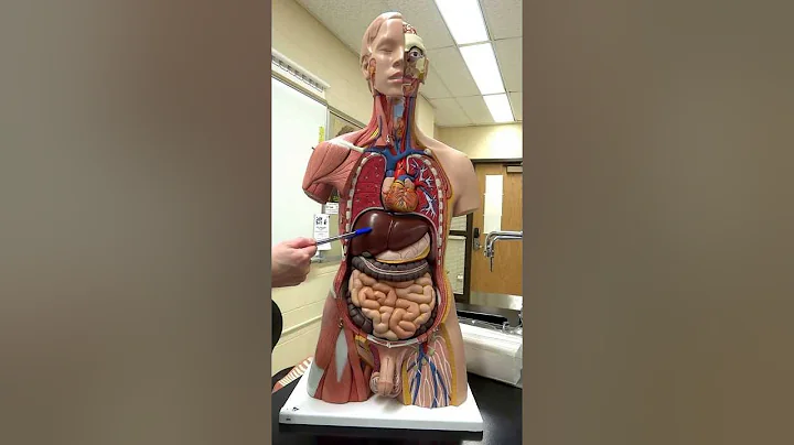 Introduction to A&P II