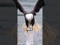5 Wild Animals That Steal From Apex Predators! 😳