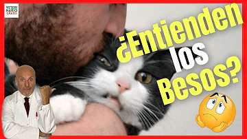 ¿A los gatitos les gustan los besos humanos?