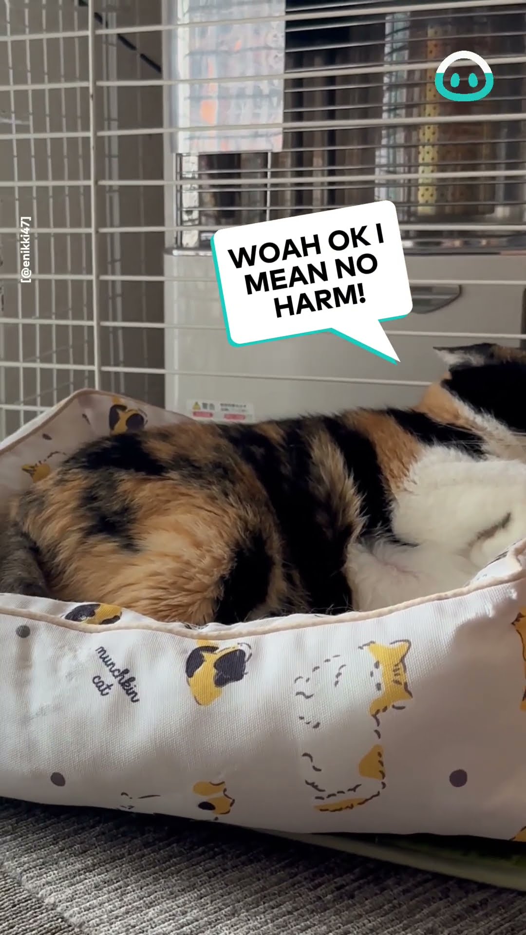 Rabbit Bullies Cat from Bed || ViralHog