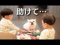 子どもたちの愛が重すぎて愛犬が助けを求めてきました…