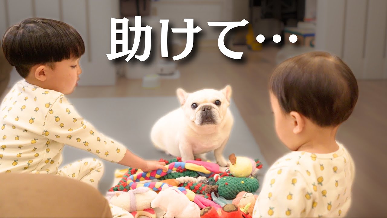 子どもたちの愛が重すぎて愛犬が助けを求めてきました…