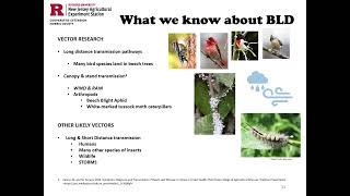 Beech Leaf Disease: What’s at Stake in NJ & Strategies to Mitigate Impacts with Jean Epiphan