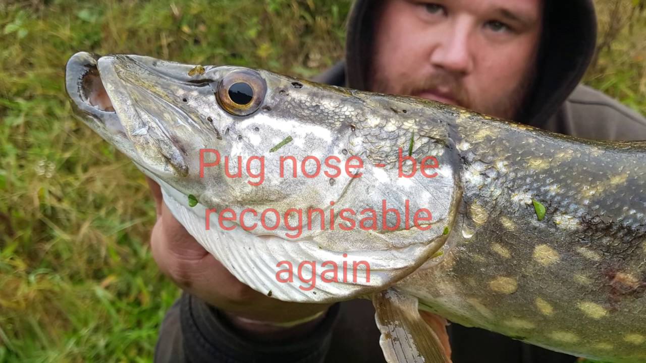 Fishing for Pike On Live baits and Dead baits Session 3 October 1st