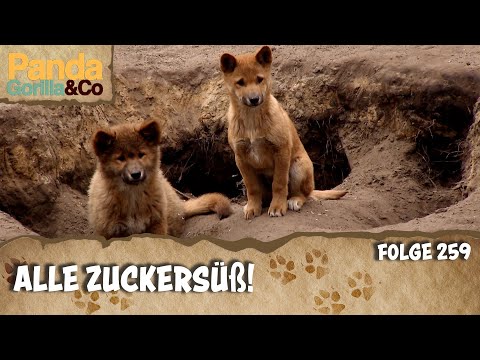 Video: Die fleißigsten Väter des Tierreichs