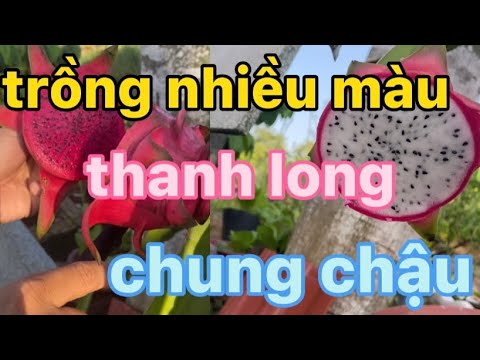 Video Trồng Nhiều Màu Thanh Long Trong Chậu Tại Nhà Đơn Giản... - youtube