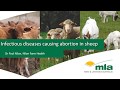 Infectious causes of abortion in sheep