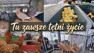 Giełda Zwierząt Lublin 16.05.2026 gołębie,króliki,kury,kaczki 